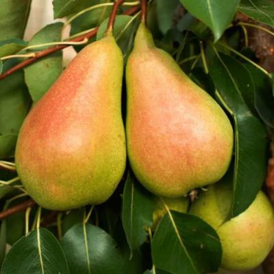 Сладкая в Кобрине