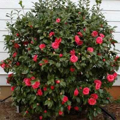 Камелия в Кобрине