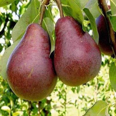 Красная в Кобрине