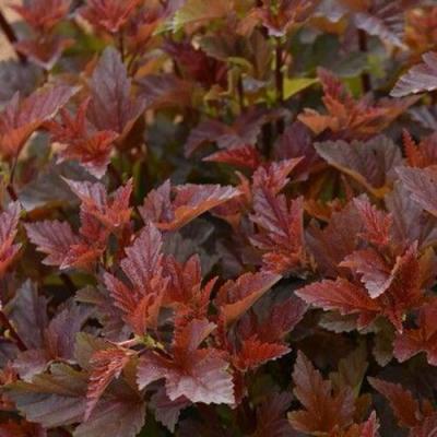 Красный в Кобрине