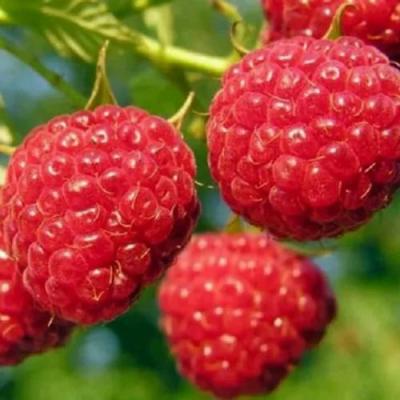 Поздняя в Кобрине