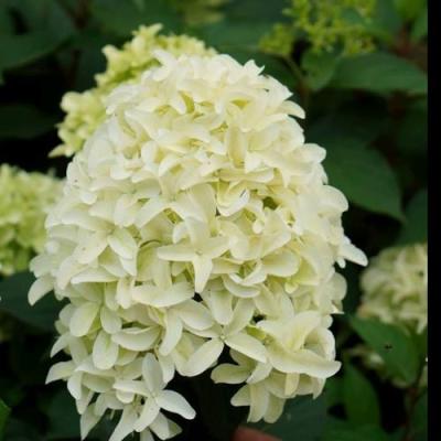 Средние в Кобрине