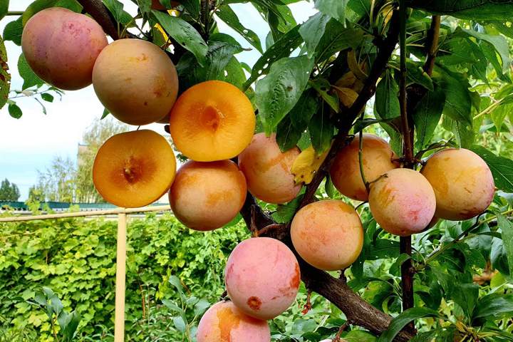 диплоидная слива.jpg