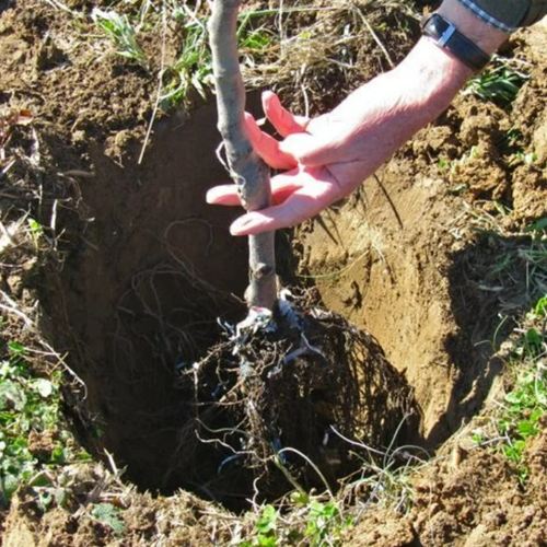 Подготовка саженцев черешни к посадке.jpg