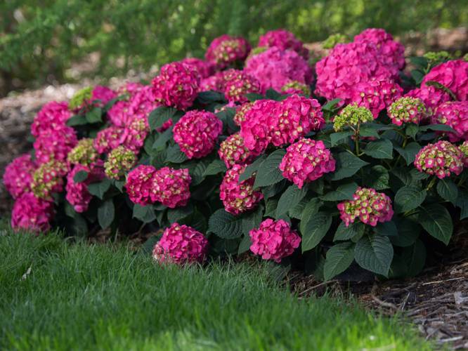 Эндлесс Самер Лав (Endless Summer Love).jpg