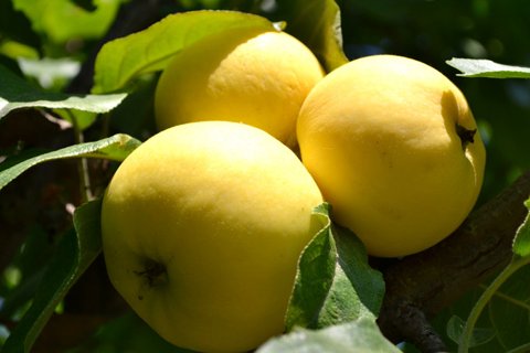 ЖЕЛТАЯ ЯБЛОНЯ.jpg