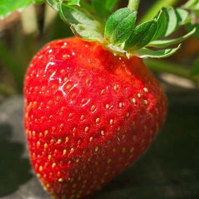 Клубника Альба.jpg