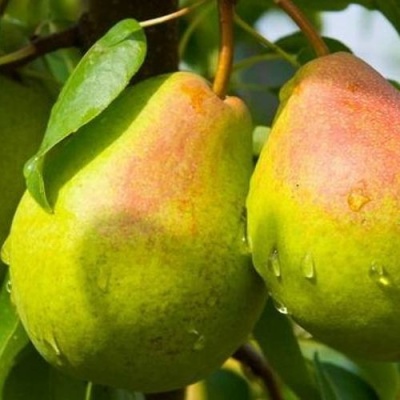 Груша ФЛЕЙТА в Кобрине