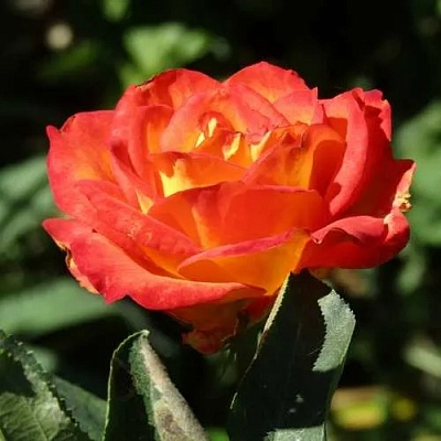 Роза ЛИНА чайно-гибридная  в Кобрине