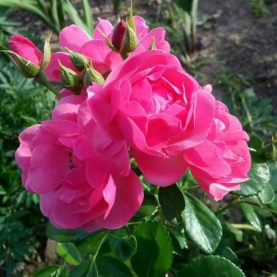 Роза АНГЕЛА флорибунда в Кобрине