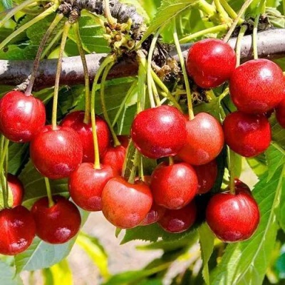 Черешня БРЯНСКАЯ РОЗОВАЯ в Кобрине