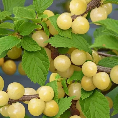 Вишня СНЕВИТ войлочная в Кобрине