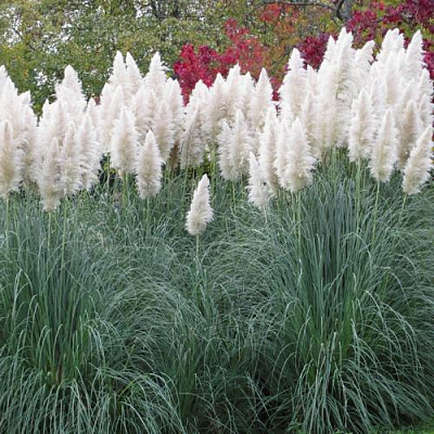 Кортадерия белая (пампасная трава) в Кобрине