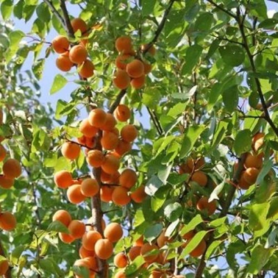 Абрикос ОРЛОВЧАНИН  в Кобрине