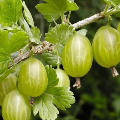 Крыжовник УРАЛЬСКИЙ ИЗУМРУД в Кобрине