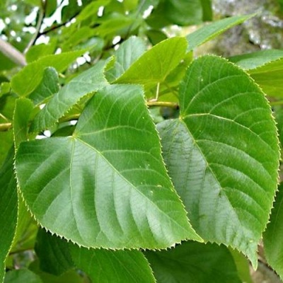 Липа мелколистная в Кобрине