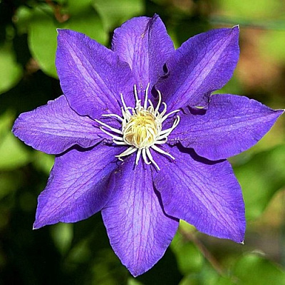 Клематис ЗЕ ПРЕЗИДЕНТ в Кобрине