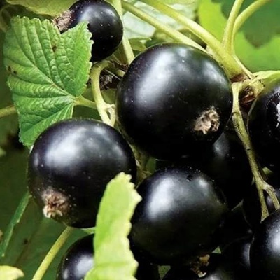 Смородина чёрная ЛЕНТЯЙ в Кобрине