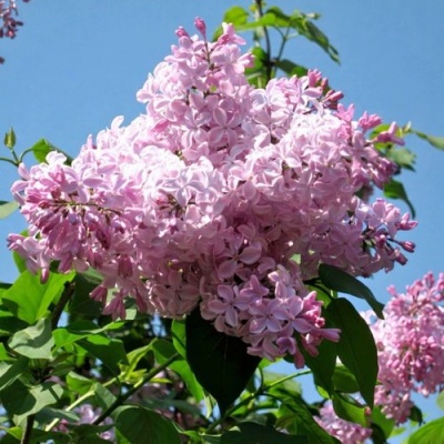 Сирень БУФФОН в Кобрине