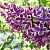 Сирень СЕНСАЦИЯ (привитая) в Кобрине