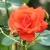 Роза АНЖЕЛИКА чайно-гибридная  в Кобрине