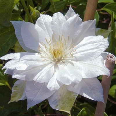 Клематис ДАЧЕСС ОФ ЭДИНБУРГ в Кобрине