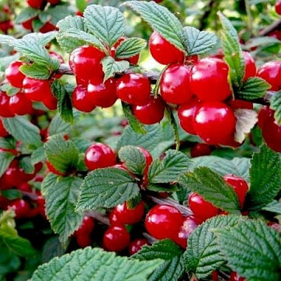 Вишня ВОСТОРГ войлочная в Кобрине