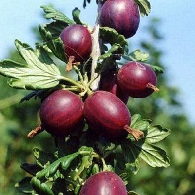 Крыжовник СЛИВОВЫЙ в Кобрине