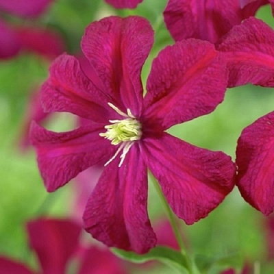 Клематис МАДАМ ДЖУЛИЯ КОРРЕВОН в Кобрине