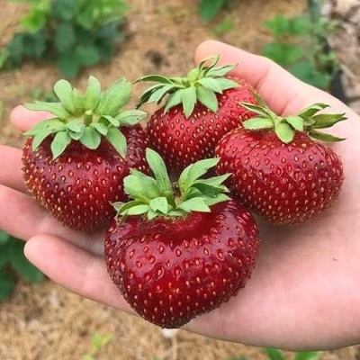 Клубника МАЛЬВИНА в Кобрине