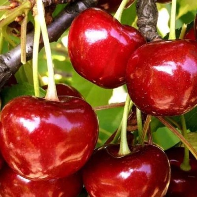 Черешня МИНЧАНКА в Кобрине