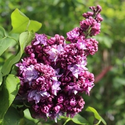 Сирень МАРШАЛ МАЛИНОВСКИЙ в Кобрине