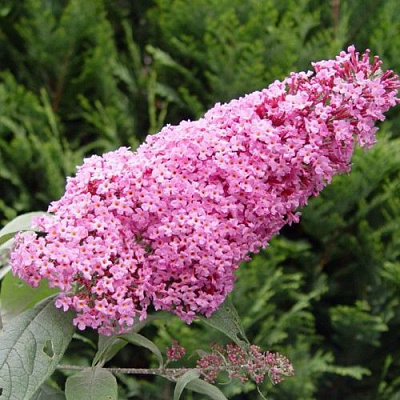 Буддлея давида ПИНК ДЕЛАЙТ в Кобрине