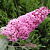 Буддлея давида ПИНК ДЕЛАЙТ в Кобрине