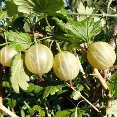 Крыжовник БЕЛОРУCСКИЙ САХАРНЫЙ 2 в Кобрине