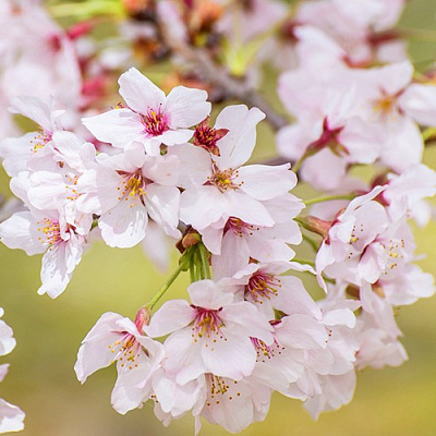 Сакура КОЙО НО МАЙ в Кобрине