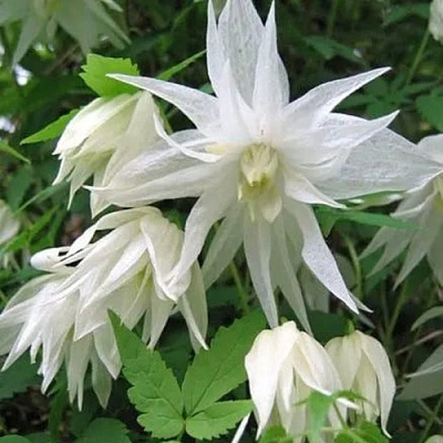 Княжик АЛЬБИНА ПЛЕНА белый махровый в Кобрине