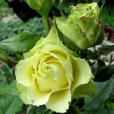 Роза ЛИМБО (ДОЛЛАР) чайно-гибридная  в Кобрине