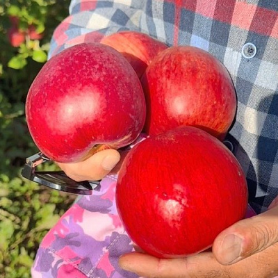 Яблоня ПАМЯТЬ СЮБАРОВОЙ в Кобрине