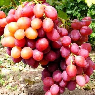 Виноград АНЮТА в Кобрине