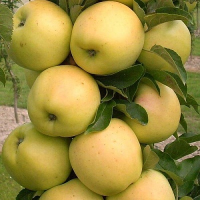 Яблоня колонновидная в Кобрине