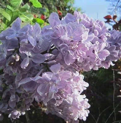 Сирень ЛЕТНИЙ САД в Кобрине