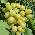 Виноград в Кобрине