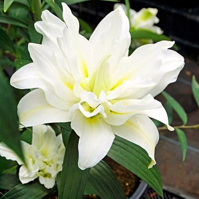 саженцы лилии Близзард