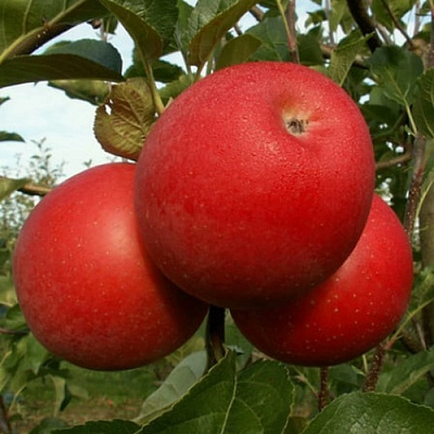 Яблоня БОГЕМИЯ в Кобрине