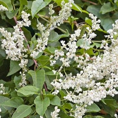 Фаллопия АУБЕРТА в Кобрине