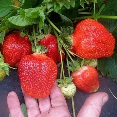 Клубника АЗИЯ в Кобрине