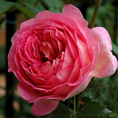 саженцы розы Джубили Селебрейшн