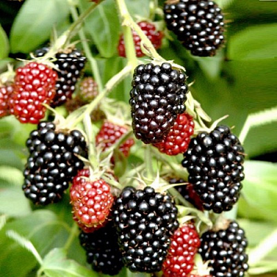 Ежемалина ДАРРОУ в Кобрине