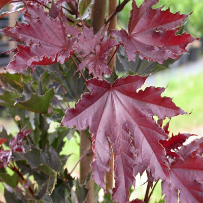 Клен КРИМСОН СЕНТРИ остролистный в Кобрине